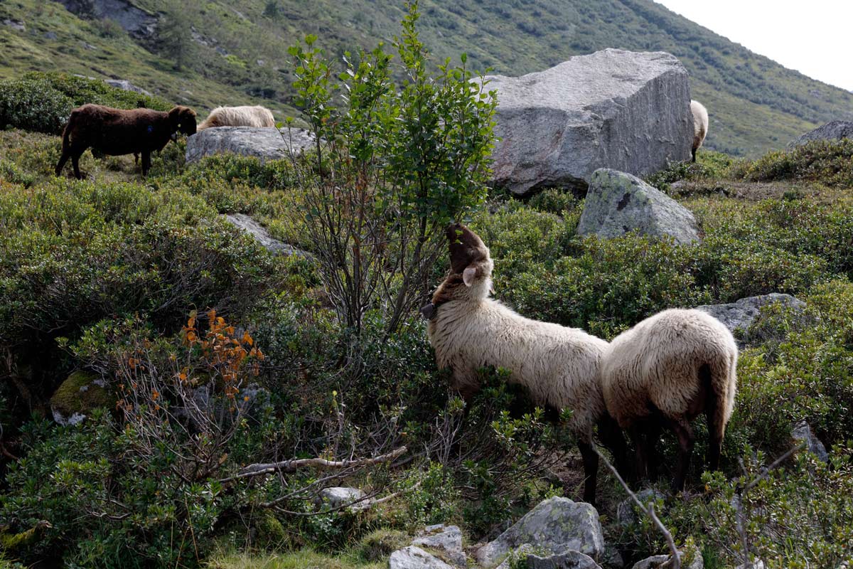 Sheep of the scientific project ALPFOR