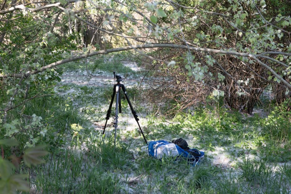 Tripod in the forest with poplar seeds